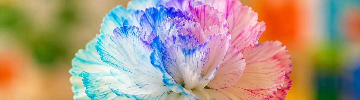 DIY Color Changing Flowers