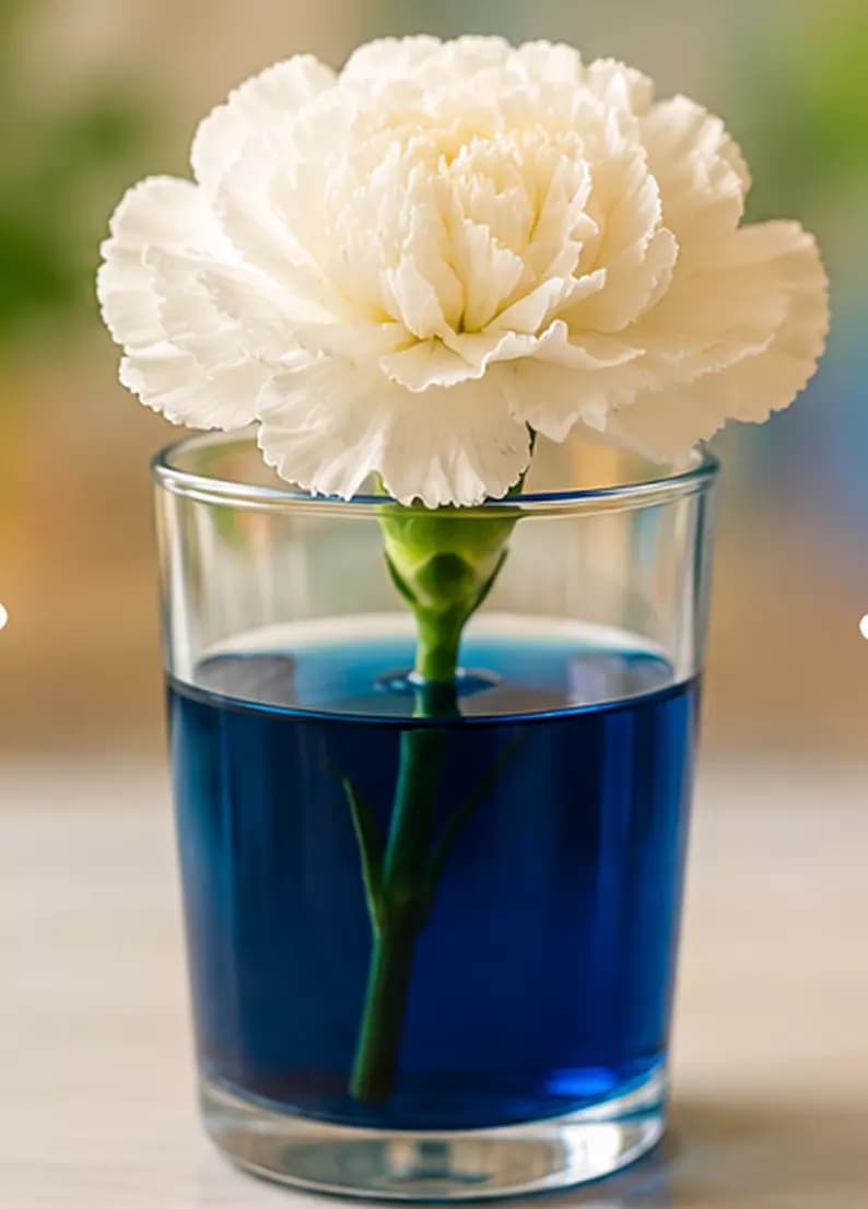 Place the Flower in the Water