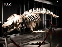 Artificial Killer Whale Skeleton view 3