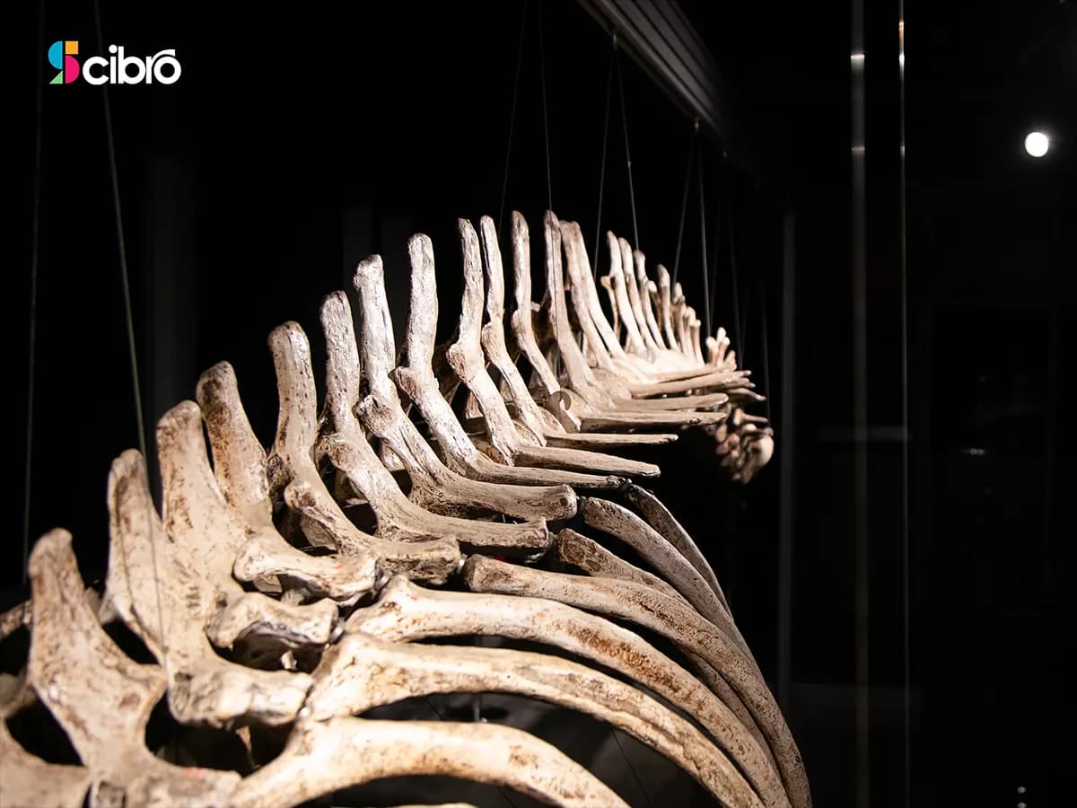 Artificial Killer Whale Skeleton