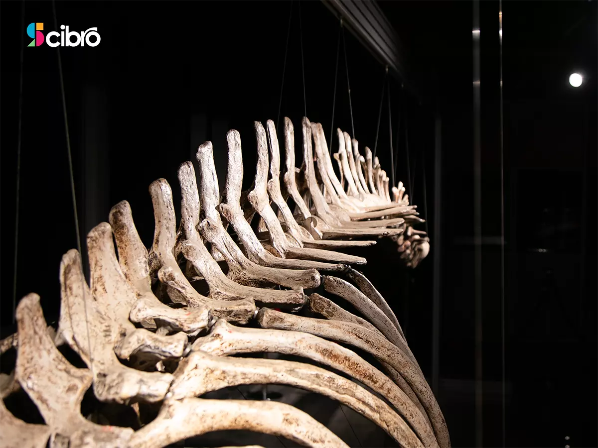 Artificial Killer Whale Skeleton